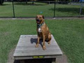 Karma K9 Dog Training Specialist Gold Coast image 3