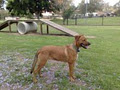 Karma K9 Dog Training Specialist Gold Coast image 4