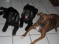 Kerry Ramsden Dog Training and Behaviour image 3