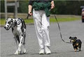 Knox Dog Walking & Holiday Pet Care logo