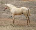 Martilla Sport Horses image 3