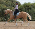 Martilla Sport Horses image 1