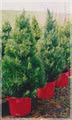 Merlino's Christmas Trees image 2