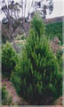 Merlino's Christmas Trees image 1