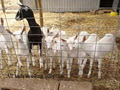 Mizoulea Dairy Goat Stud image 2