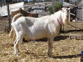Mizoulea Dairy Goat Stud image 3
