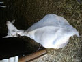Mizoulea Dairy Goat Stud image 4