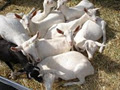 Mizoulea Dairy Goat Stud image 6