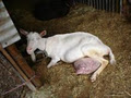 Mizoulea Dairy Goat Stud logo