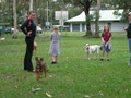 Oh My Dog Training image 6