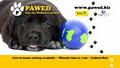PAWED - Pets Are Walked Every Day - Sunshine Coast image 3