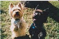 Pet Pals Dog Training, Puppy & Dog School, Dog Walking - Kingston image 4