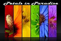 Petals in Paradise Flowers and Gifts image 3