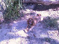 Petpals Dog Walking and Pet Sitting image 4