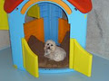 Pooches Playhouse image 2