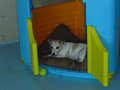 Pooches Playhouse image 5