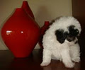 Puppies - Companion Dogs - Toy Poodles - Cavoodles - Schnoodles image 2