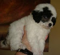 Puppies - Companion Dogs - Toy Poodles - Cavoodles - Schnoodles image 3