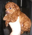 Puppies - Companion Dogs - Toy Poodles - Cavoodles - Schnoodles image 4