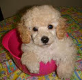Puppies - Companion Dogs - Toy Poodles - Cavoodles - Schnoodles image 5