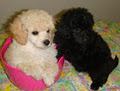 Puppies - Companion Dogs - Toy Poodles - Cavoodles - Schnoodles image 6