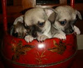 Puppies - Companion Dogs - Toy Poodles - Cavoodles - Schnoodles logo