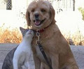 Purrfect Pet Care image 3