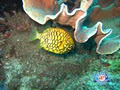 Queensland Scuba Diving Co Pty Ltd image 4