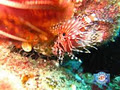 Queensland Scuba Diving Co Pty Ltd image 6