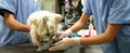 Riverview Animal Hospital & Veterinary Service image 2