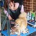 Shag Dog Grooming Services image 1