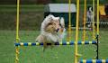 South Australian Obedience Dog Club image 2