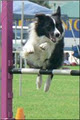 South Coast Dog Training Club image 4
