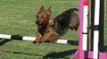 South Coast Dog Training Club image 6
