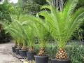 Sundale Palms image 5
