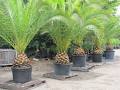 Sundale Palms image 1