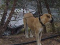 Swanbrook Bullmastiffs image 4