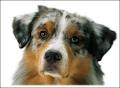 Tasmanian Canine Association image 1