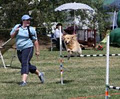 Tasmanian Dog Training Club image 3