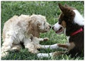 Teamwork Dog Obedience logo