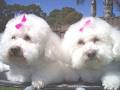 Town & Country Dogs image 6