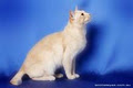 Willochra Burmese Cat Breeder image 1