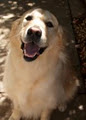 Wishbone Canine Care image 2