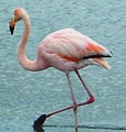 flamingo florist logo