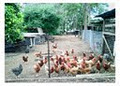 heritage poultry image 1