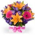 1300 FLOWERS Florist Townsville image 3