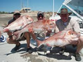 "Adelaide's" Reel Screamer Fishing Charters "South Australia" image 2