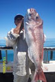 "Adelaide's" Reel Screamer Fishing Charters "South Australia" image 3