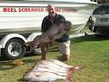 "Adelaide's" Reel Screamer Fishing Charters "South Australia" image 5