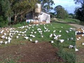 Alstonville Poultry Farm image 1